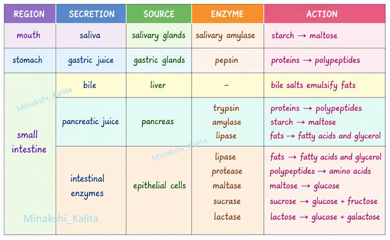 Digestion Revision Checklist